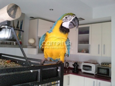 vendo guacamayo azul y amarillo (ara arauna)