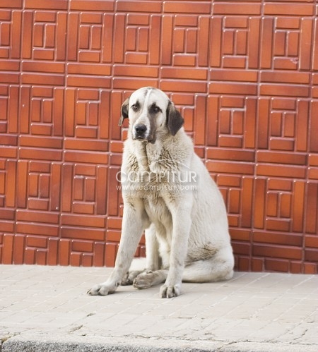 Adopta a una mastina 
