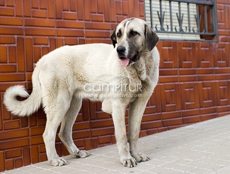 Foto 2 de Adopta a una mastina 