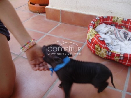 Venta de Cerdos Vietnamitas.( Enanos)