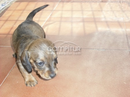 se vende perro teckel con un mes