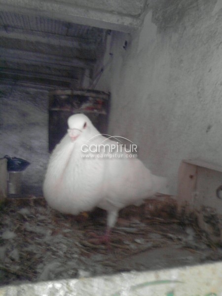 Se Venden palomos de raza.