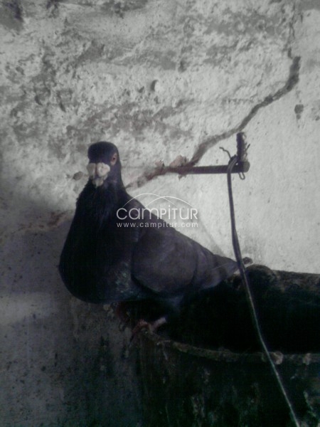 Foto 2 de Se Venden palomos de raza.