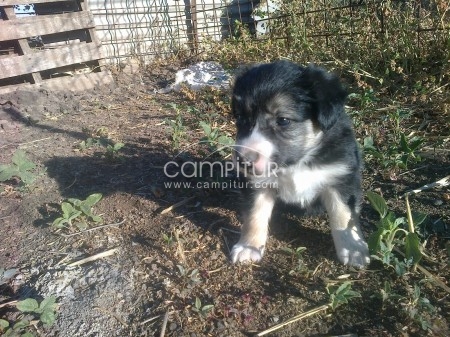 CACHORROS DE BORDER COLLIE