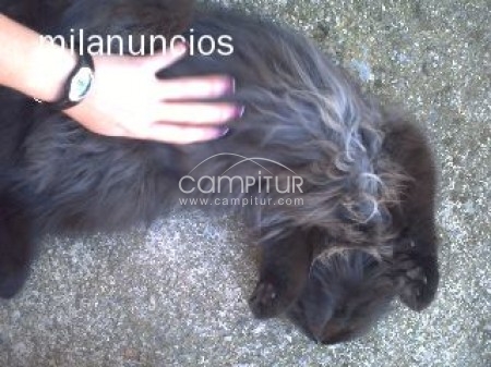 VENDO GATA PERSA NEGRA 100€ Valencia de las Torres