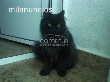 VENDO GATA PERSA NEGRA 100€