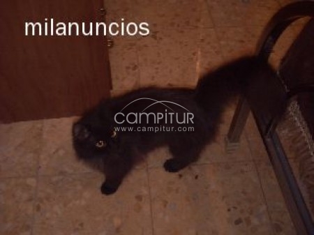 Foto 3 de VENDO GATA PERSA NEGRA 100€