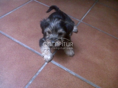 VENDO YORSHIRE MACHO POR 150 EUROS