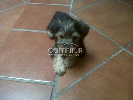 Foto 2 de VENDO YORSHIRE MACHO POR 150 EUROS