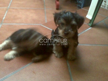 Foto 3 de VENDO YORSHIRE MACHO POR 150 EUROS