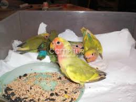 SE VENDEN AGAPORNIS PAPILLEROS