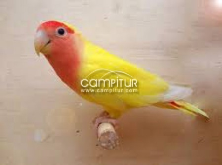 Foto 2 de SE VENDEN AGAPORNIS PAPILLEROS
