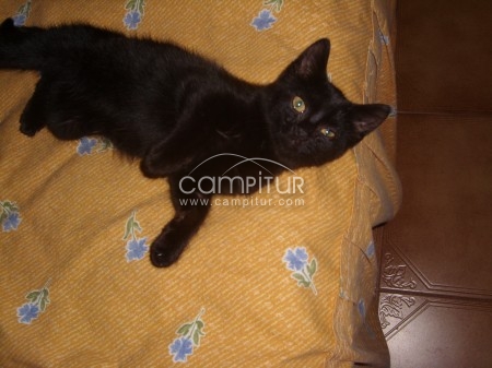 GATITA MES Y MEDIO
