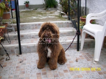 Busco novia para mi perro de agua