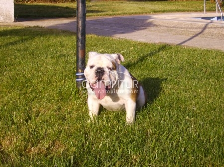  PRECIOSO BULLDOG INGLES PARA MONTAS