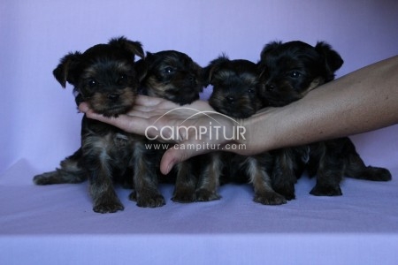 yorkshire terrier toy garantia de tamaño EN MADRID