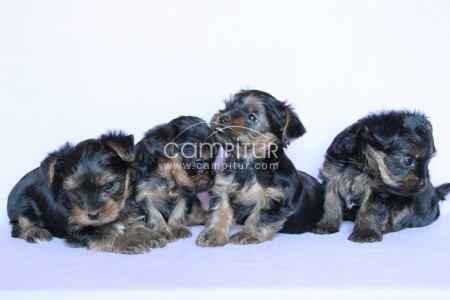 Foto 2 de yorkshire terrier toy garantia de tamaño EN MADRID