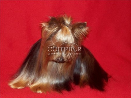 Foto 4 de yorkshire terrier toy garantia de tamaño EN MADRID