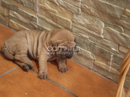 Se venden shar pei