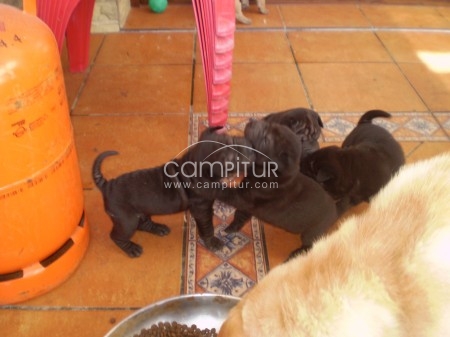 Foto 2 de Se venden shar pei