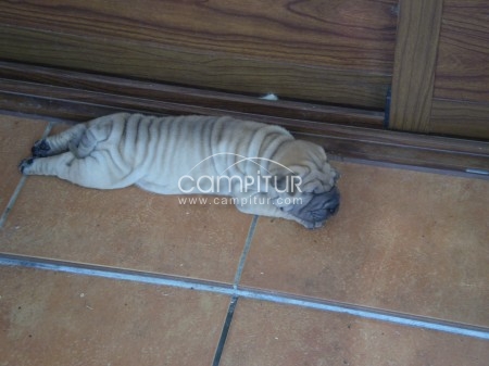 Foto 3 de Se venden shar pei