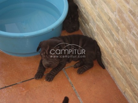 Foto 4 de Se venden shar pei