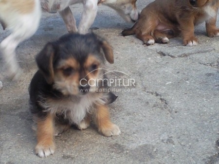 cachorros de raza pekeña