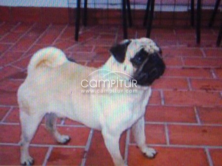 carlino para montas