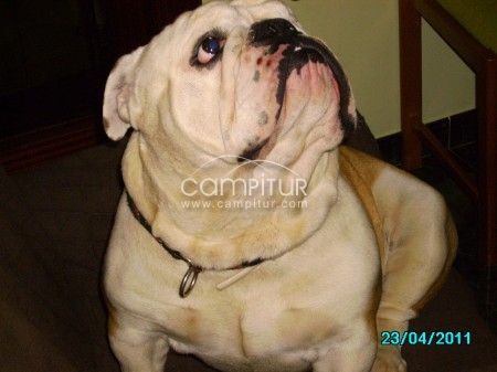 SE OFRECE BULLDOG INGLES PARA MONTAS
