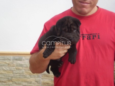 ULTIMO SHAR PEI MACHO a muy buen precio