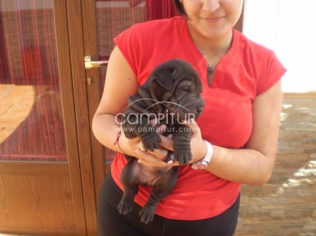 Foto 3 de ULTIMO SHAR PEI MACHO a muy buen precio