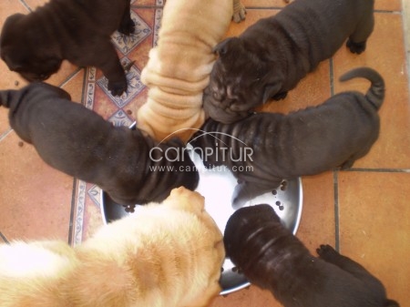 Foto 4 de ULTIMO SHAR PEI MACHO a muy buen precio