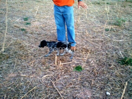 VENDO CACHORRO BRACO ALEMAN