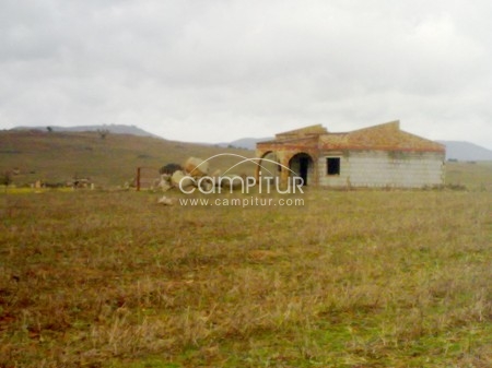 FORESTACION CTRA. FTE. DEL ARCO-VALVERDE LLERENA