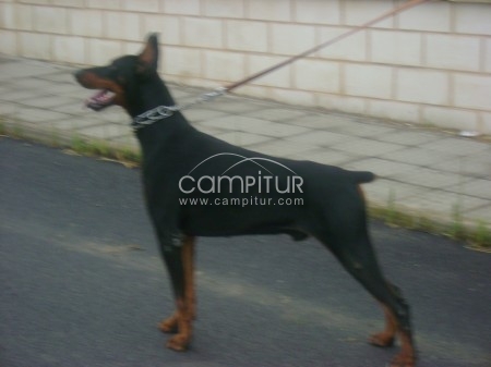 ofrece perro para montas 