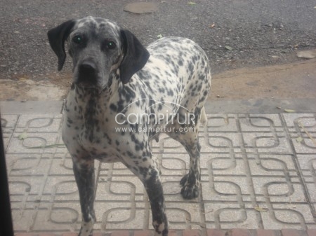 PRECIOSA DALMATA