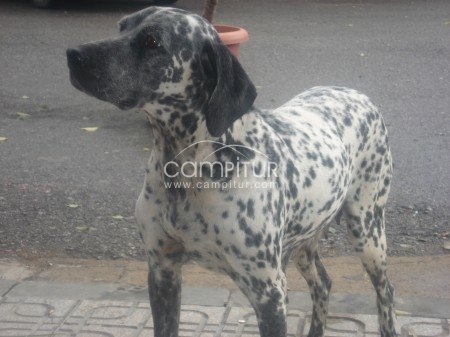Foto 2 de PRECIOSA DALMATA
