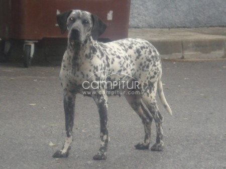 Foto 3 de PRECIOSA DALMATA