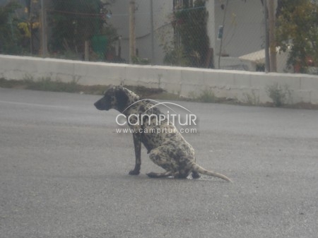 Foto 4 de PRECIOSA DALMATA