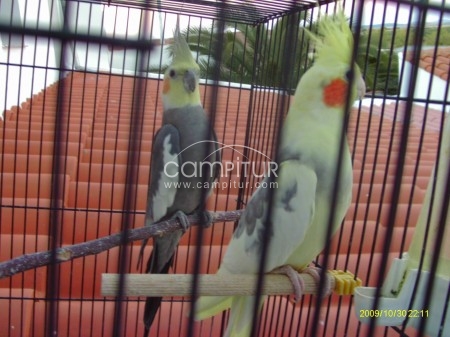 se venden  pareja de ninfas
