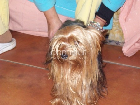 SE VENDEN  CACHORROS YORKIS