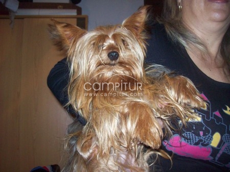 Foto 2 de SE VENDEN  CACHORROS YORKIS