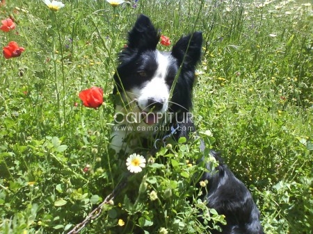 SE VENDEN BORDER COLLIE