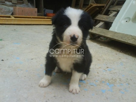 Foto 2 de SE VENDEN BORDER COLLIE