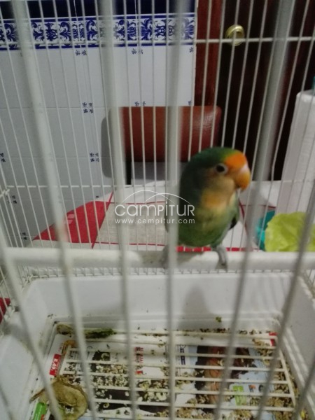 Vendo o cambio