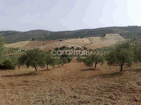 FINCA EN MALCOCINADO. OPORTUNIDAD