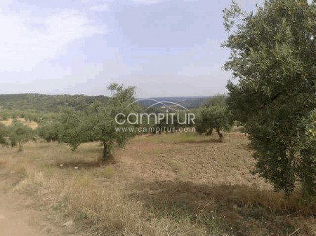 Foto 2 de FINCA EN MALCOCINADO. OPORTUNIDAD