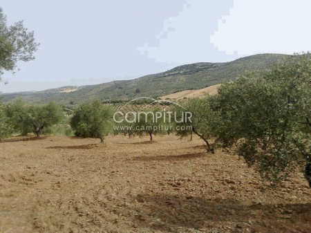 Foto 4 de FINCA EN MALCOCINADO. OPORTUNIDAD