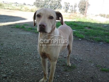 Se regala cachorro de labrador/podenco
