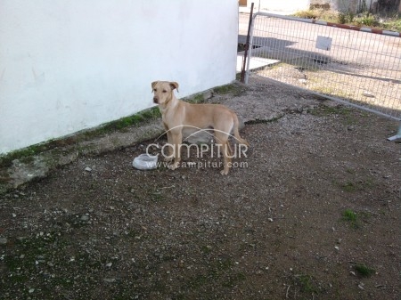 Foto 2 de Se regala cachorro de labrador/podenco